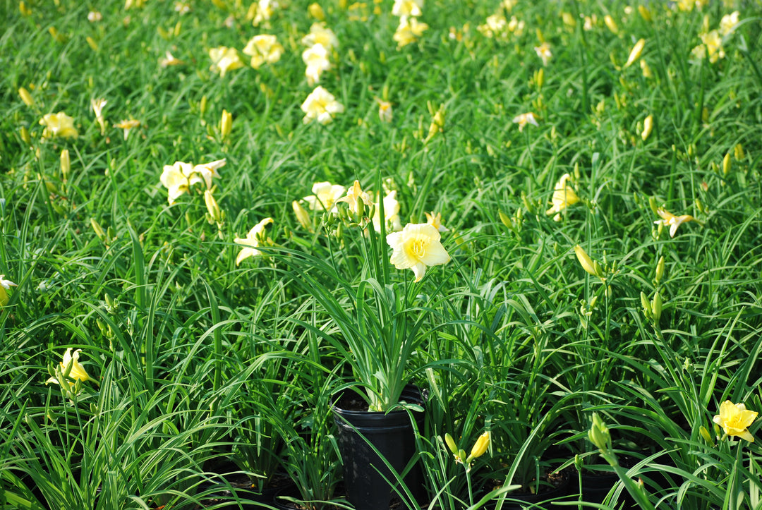 Hemerocallis 'Gail's Fragrant Treasure' (Daylily)