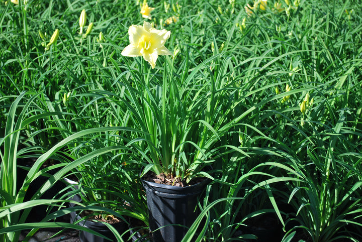 Hemerocallis 'Gail's Fragrant Treasure' (Daylily)