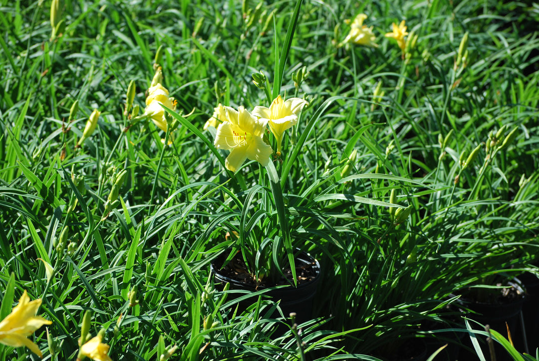 Hemerocallis 'Gail's Fragrant Treasure' (Daylily)