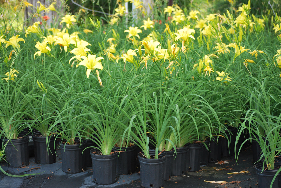 Hemerocallis 'Hyperion' (Daylily)