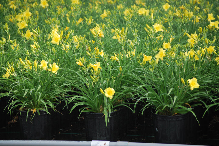 Hemerocallis 'Happy Returns' (Daylily)