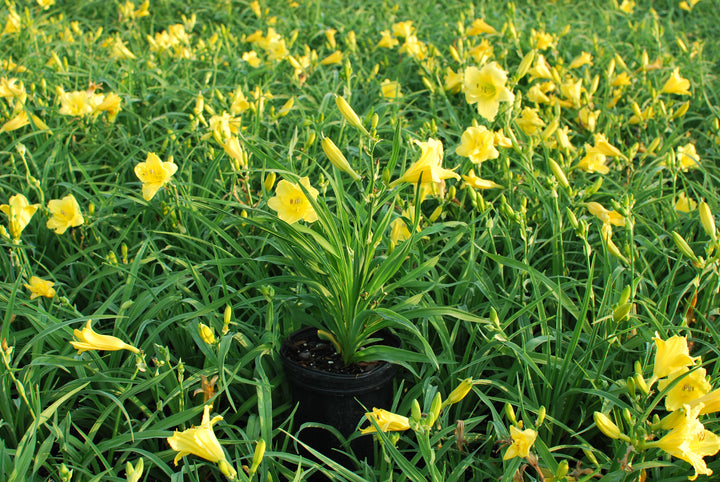 Hemerocallis 'Happy Returns' (Daylily)