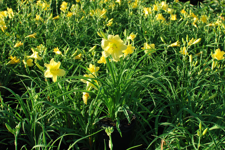 Hemerocallis 'Happy Returns' (Daylily)