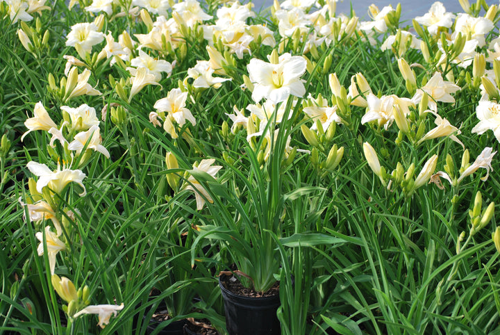 Hemerocallis 'Joan Senior' (Daylily)