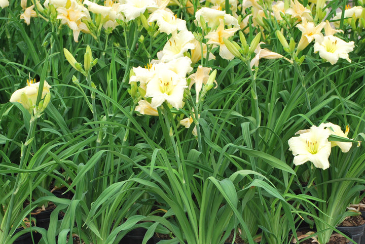 Hemerocallis 'Joan Senior' (Daylily)