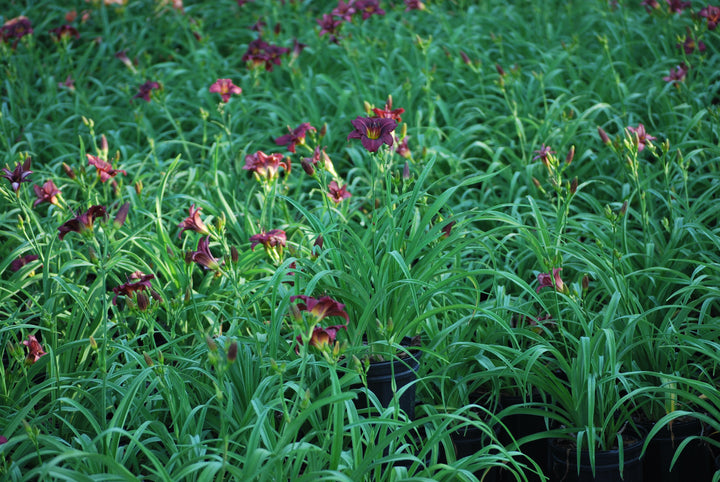 Hemerocallis 'Little Grapette' (Daylily)