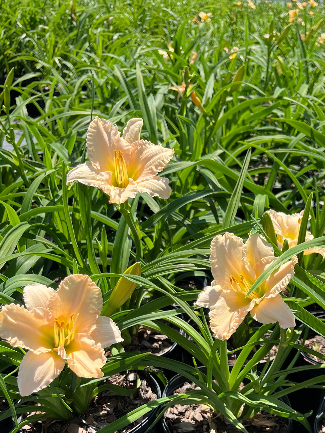 Hemerocallis 'Lullaby Baby' (Daylily)