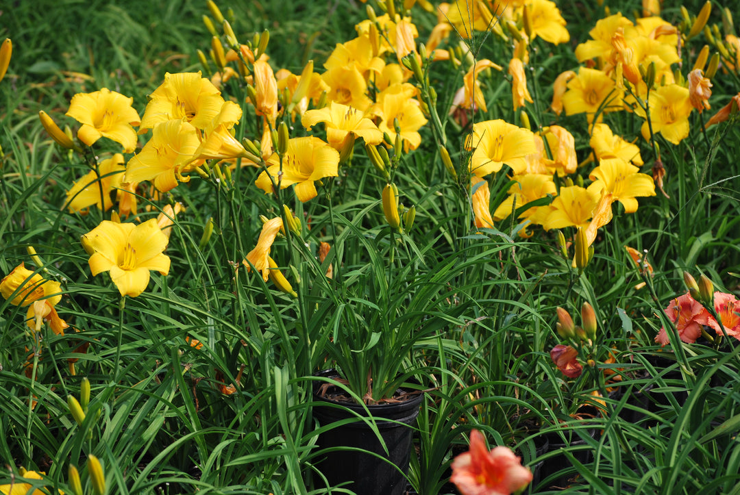 Hemerocallis 'Mary Todd' (Daylily)