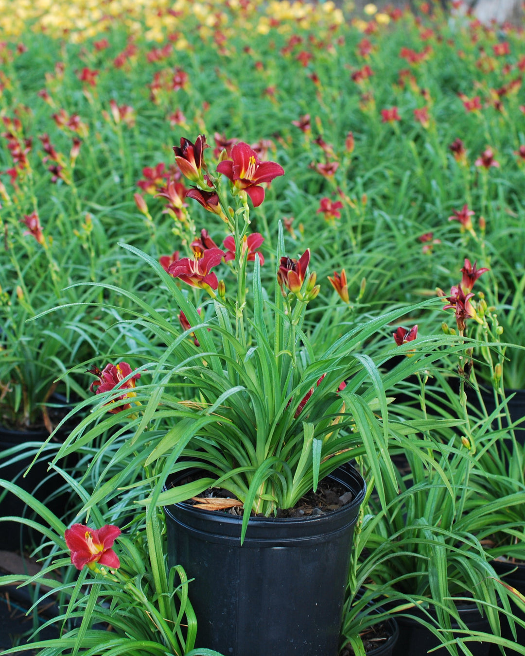 Hemerocallis 'Pardon Me' (Daylily)