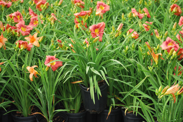 Hemerocallis 'Rosy Returns' (Daylily)