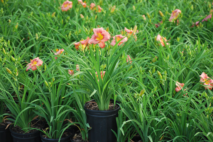 Hemerocallis 'Rosy Returns' (Daylily)