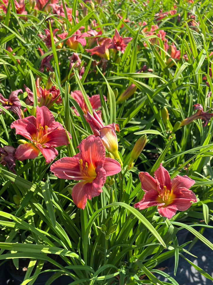 Hemerocallis 'Rosy Returns' (Daylily)