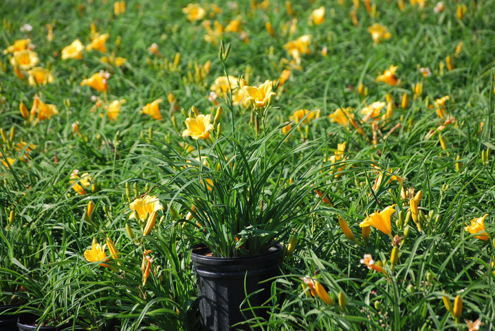 Hemerocallis 'Stella de Oro' (Daylily)