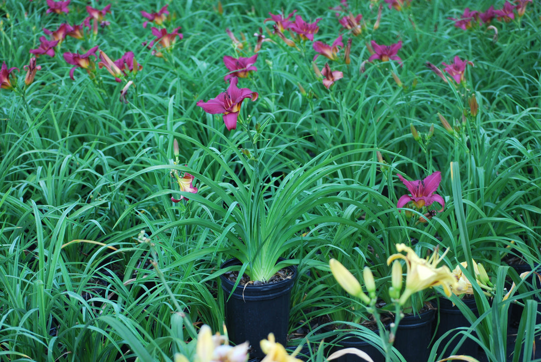 Hemerocallis 'Summer Wine' (Daylily)