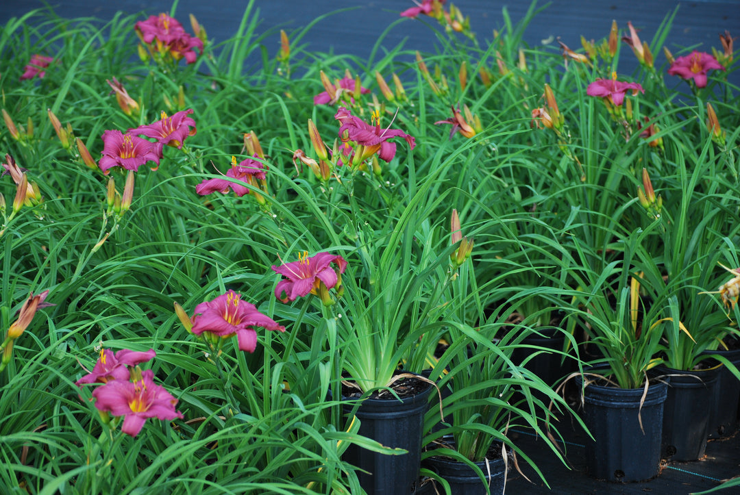 Hemerocallis 'Summer Wine' (Daylily)