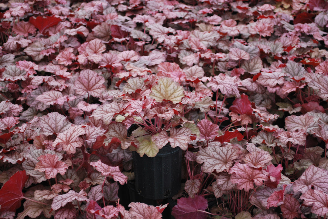 Heuchera x villosa 'Berry Smoothie' (Coral Bells)