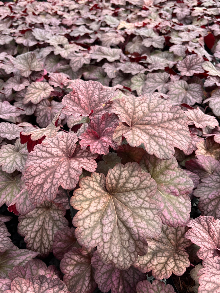 Heuchera x villosa 'Berry Smoothie' (Coral Bells)