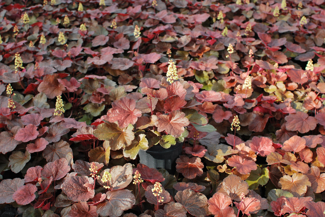 Heuchera x 'Blondie' (Coral Bells)