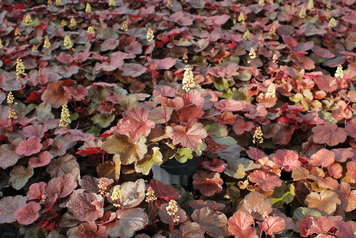 Heuchera x 'Blondie' (Coral Bells)