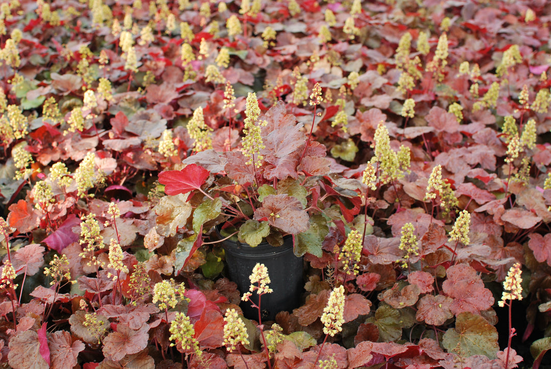 Heuchera x 'Blondie' (Coral Bells)