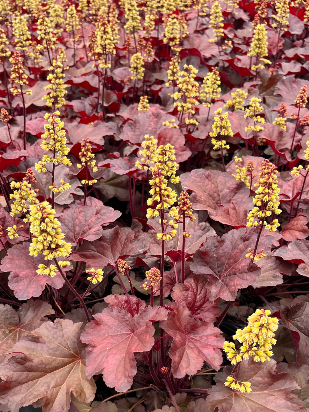 Heuchera x 'Blondie' (Coral Bells)