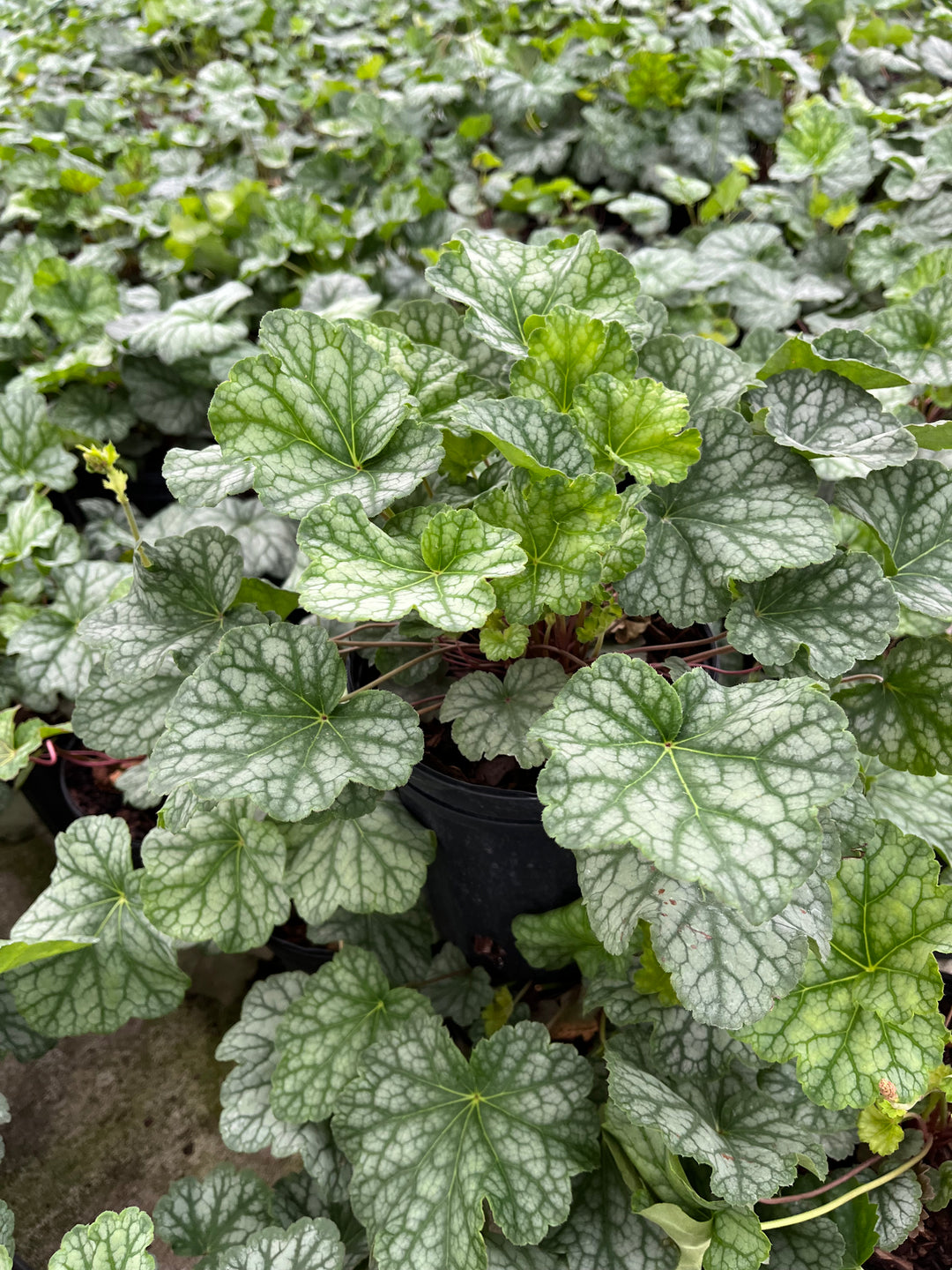 Heuchera americana 'Dale's Strain' (Coral Bells)