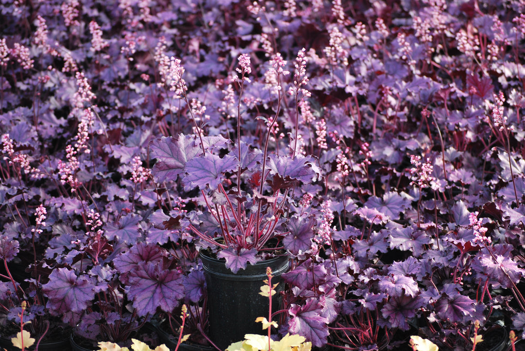 Heuchera x Forever® Purple (Coral Bells)