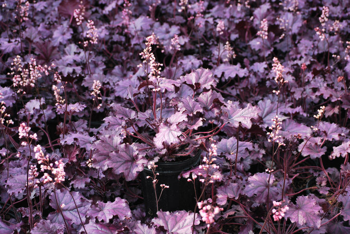 Heuchera x Forever® Purple (Coral Bells)