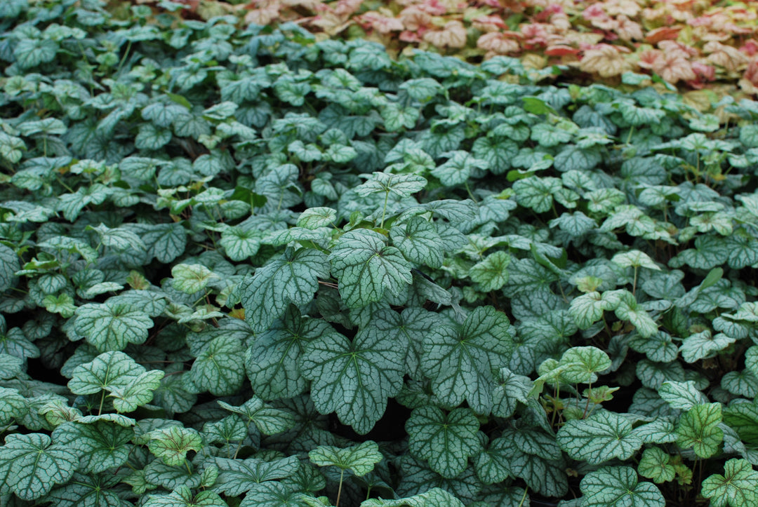 Heuchera americana 'Green Spice' (Coral Bells)