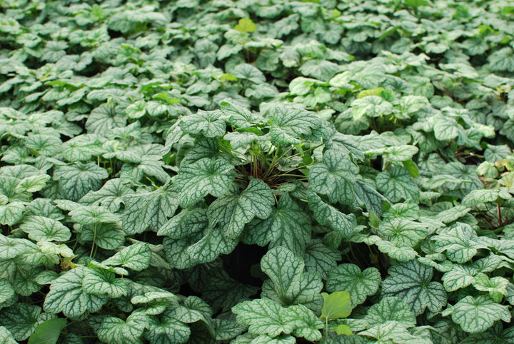 Heuchera americana 'Green Spice' (Coral Bells)