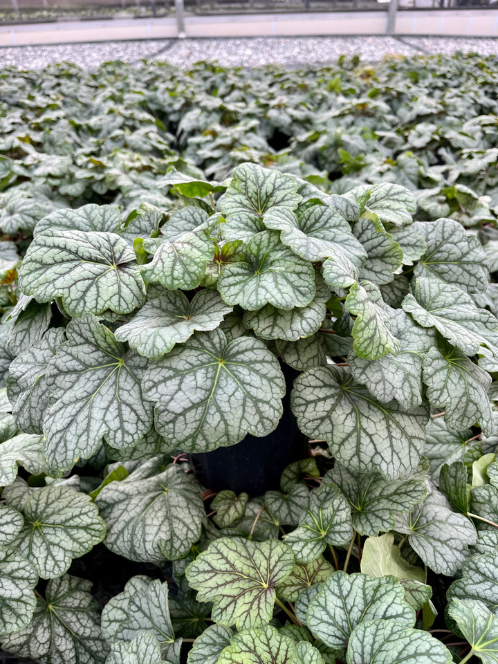 Heuchera americana 'Green Spice' (Coral Bells)