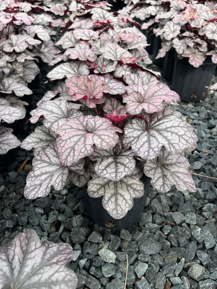 Heuchera Indian Summer ‘Mulberry’ (Coral Bells)