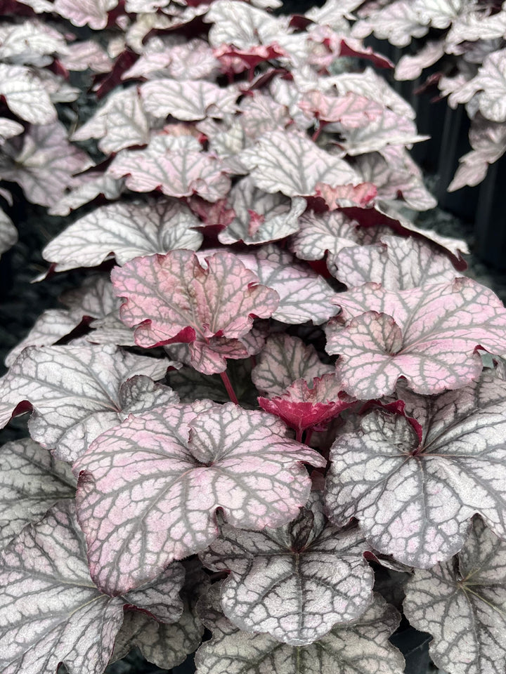 Heuchera x Indian Summer ‘Mulberry’ (Coral Bells)