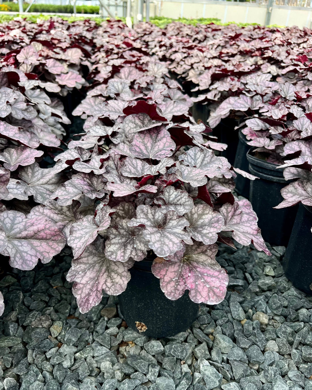 Heuchera Indian Summer ‘Mulberry’ (Coral Bells)