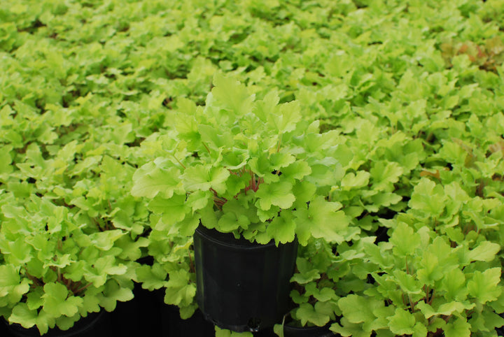 Heuchera x 'Lime Marmalade' (Coral Bells)