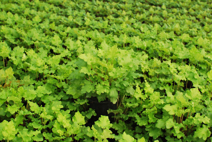 Heuchera x 'Lime Marmalade' (Coral Bells)