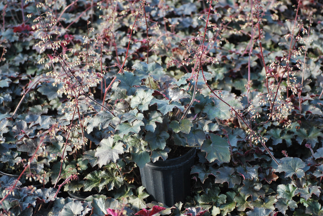 Heuchera micrantha 'Palace Purple' (Coral Bells)