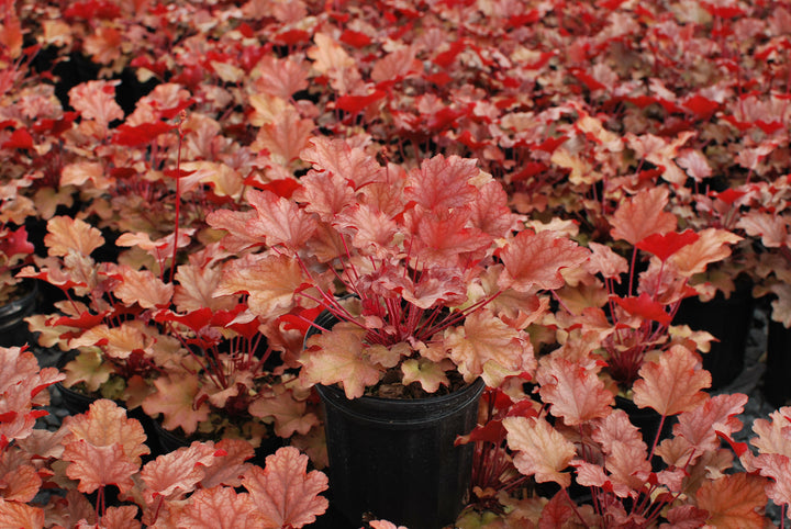 Heuchera x 'Peach Flambe' (Coral Bells)