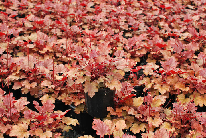 Heuchera x 'Peach Flambe' (Coral Bells)