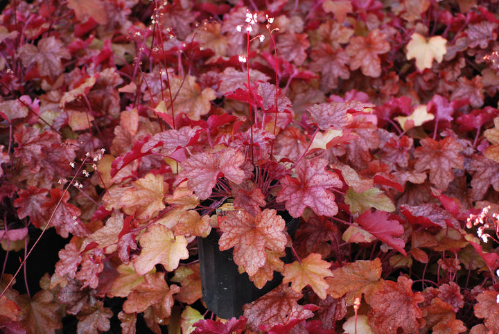 Heuchera x 'Peach Flambe' (Coral Bells)