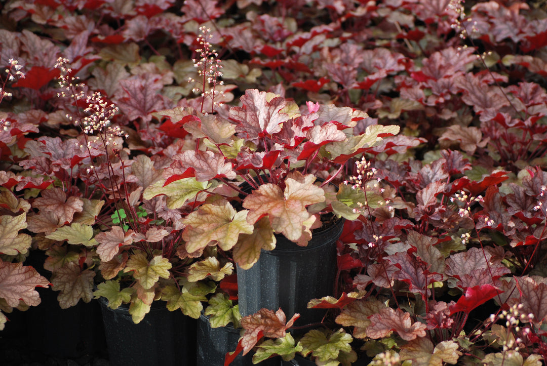 Heuchera x 'Peach Flambe' (Coral Bells)