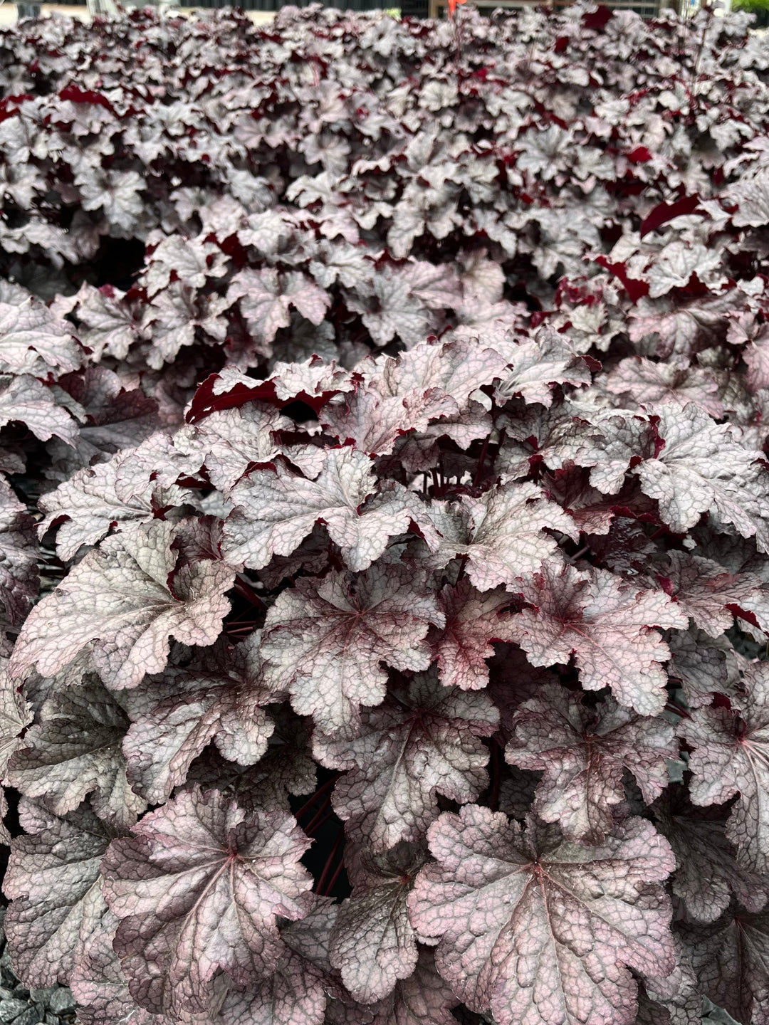 Heuchera x 'Plum Pudding' (Coral Bells)