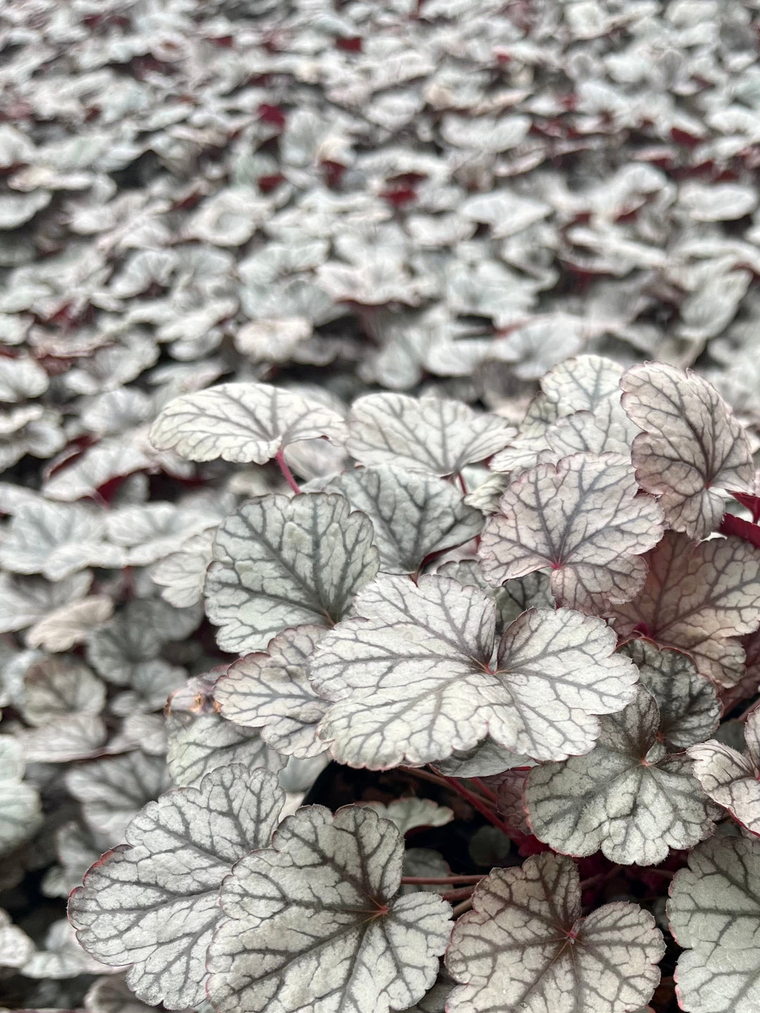 Heuchera x 'Silver Scrolls' (Coral Bells)