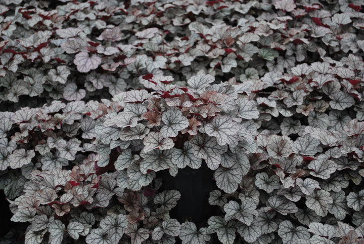 Heuchera x 'Silver Scrolls' (Coral Bells)