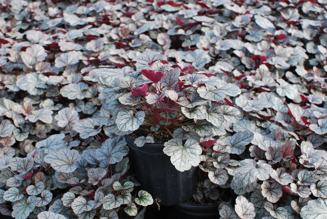 Heuchera x 'Silver Scrolls' (Coral Bells)