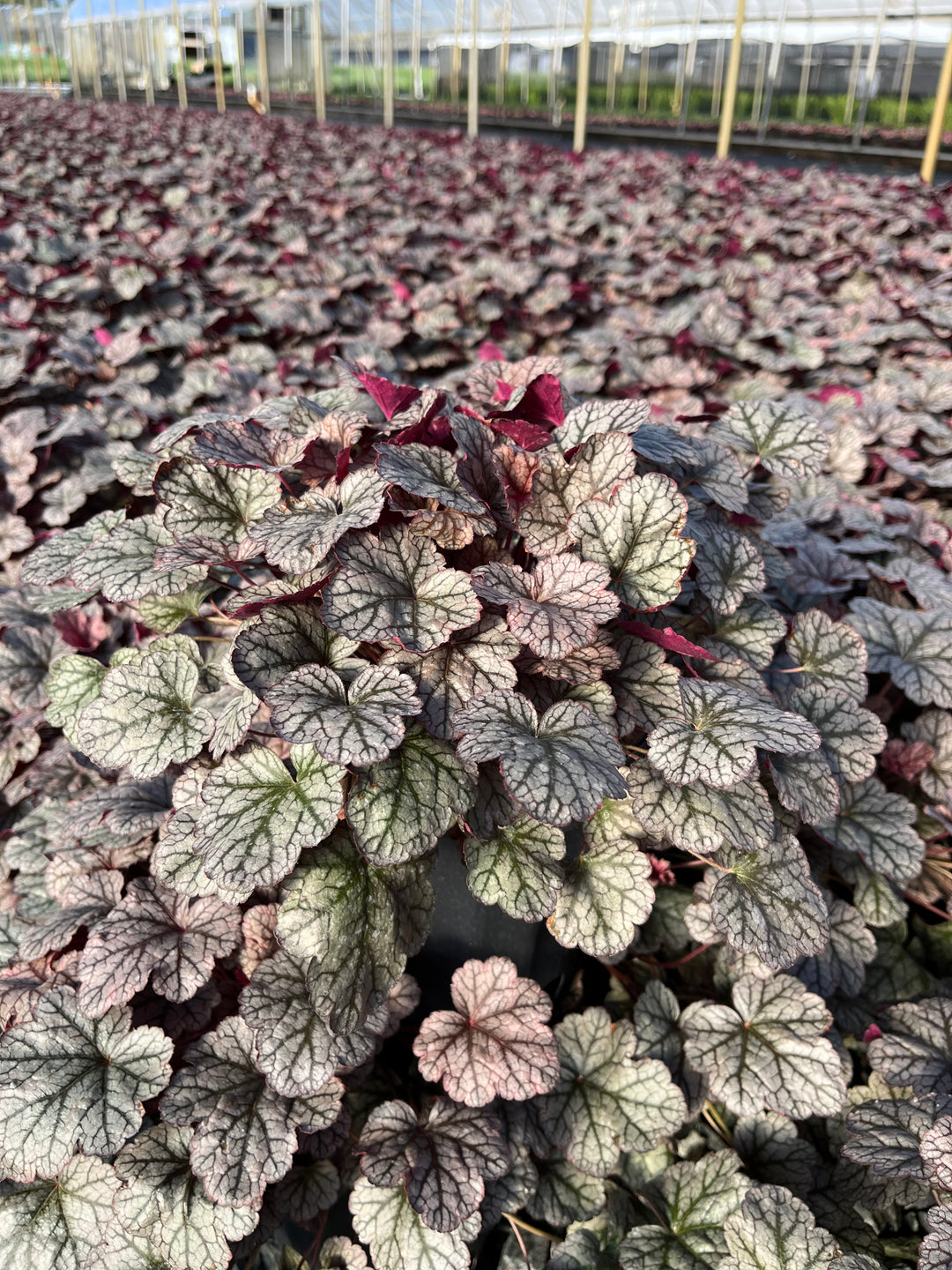 Heuchera x 'Silver Scrolls' (Coral Bells)