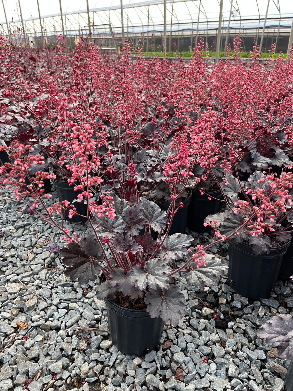 Heuchera x 'Timeless Night' (Coral Bells)