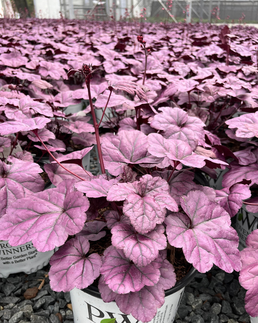 Heuchera x ‘Wildberry’ (Dolce® Collection Coral Bells)