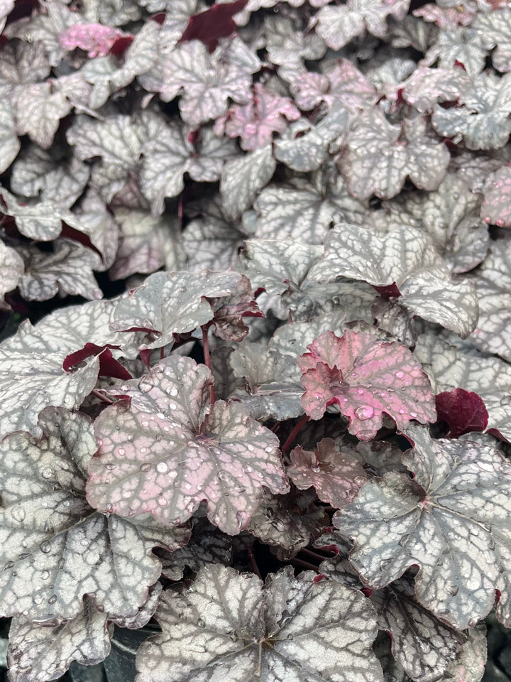 Heuchera x Indian Summer ‘Mulberry’ (Coral Bells)