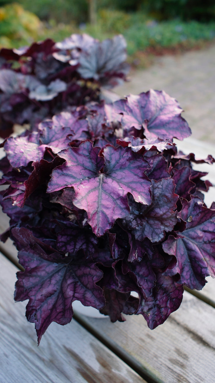 Heuchera Indian Summer ‘Mulberry’ (Coral Bells)